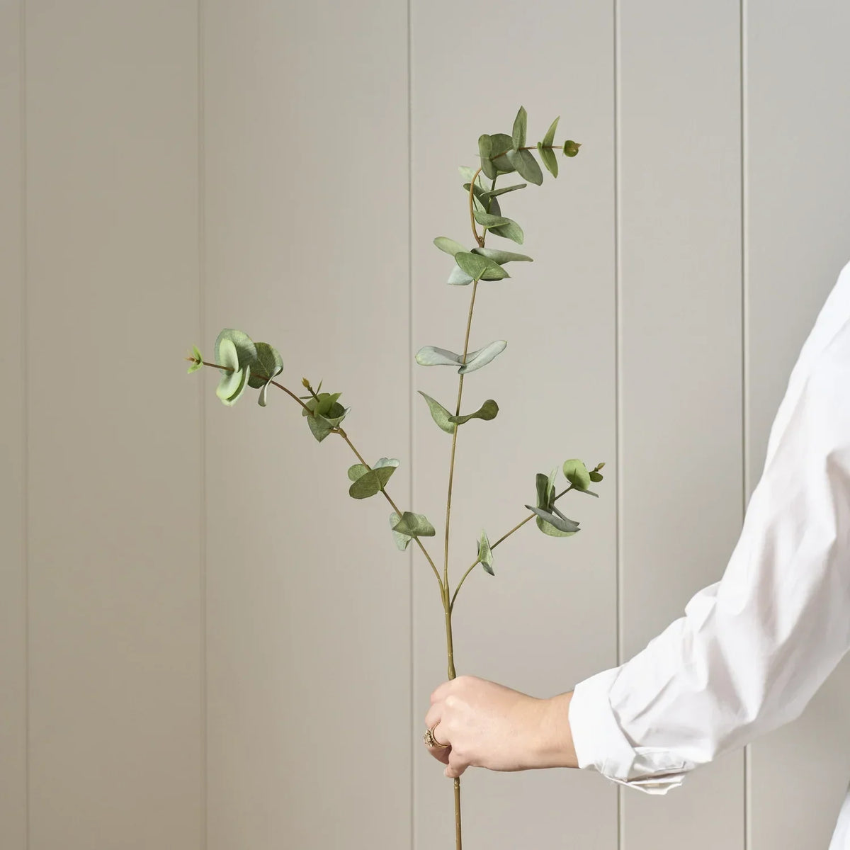 Eucalyptus Spray, Green