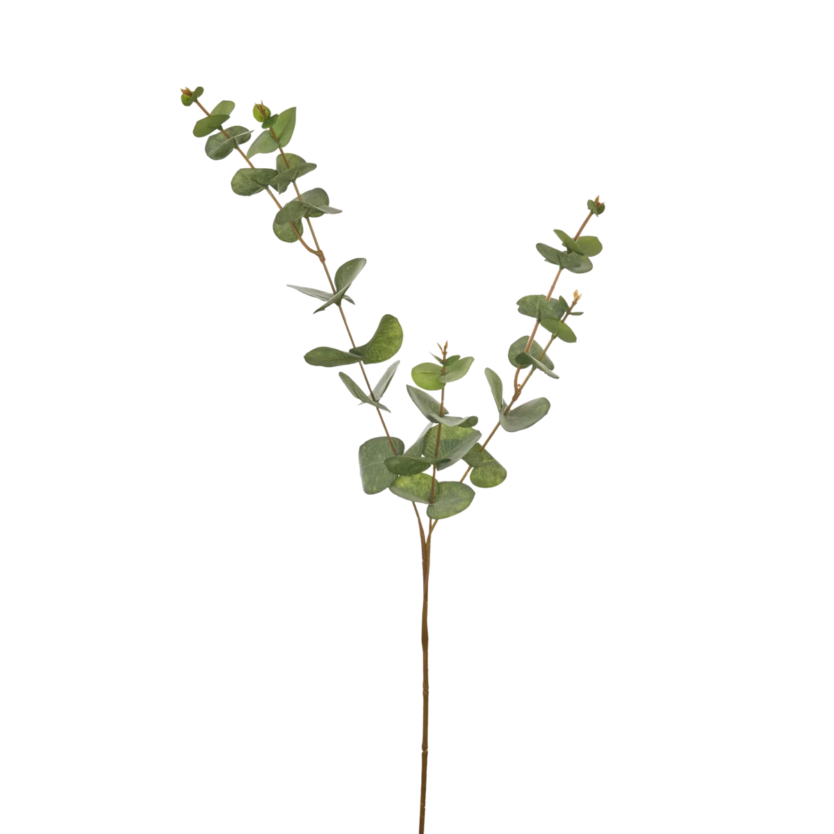 Eucalyptus Spray, Green