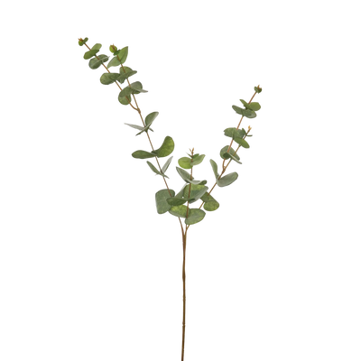 Eucalyptus Spray, Green